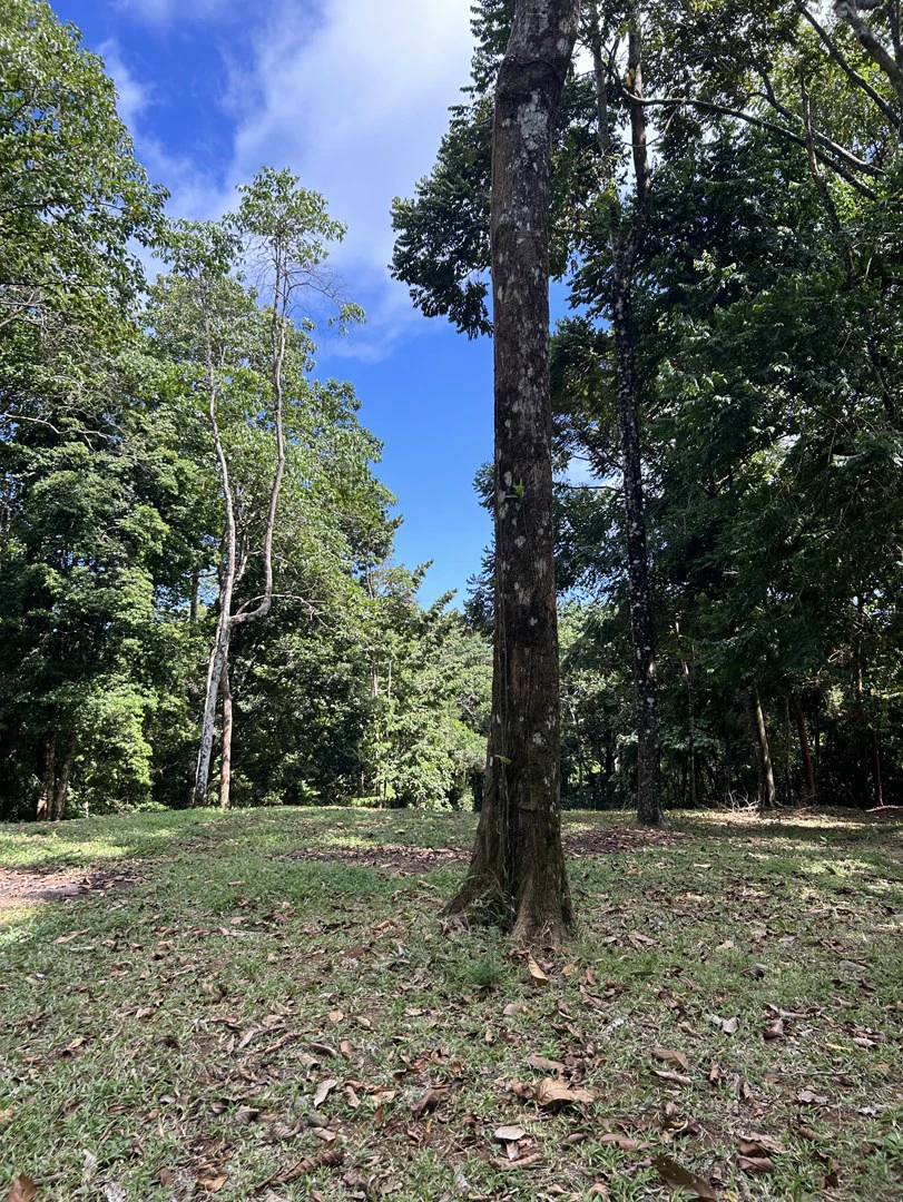 Cabo Matapalo: Jungle View Lot Priced To Sell! - Gallery image 35