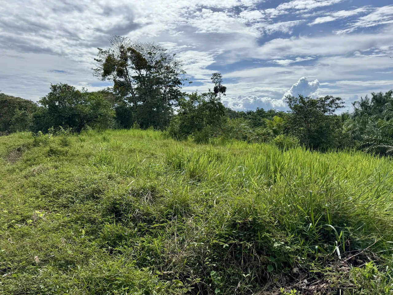 1.45 ACRES – Ocean View Property With Creek And Public Road Frontage, 12 Min To Beach And Surf!!! - Gallery image 3