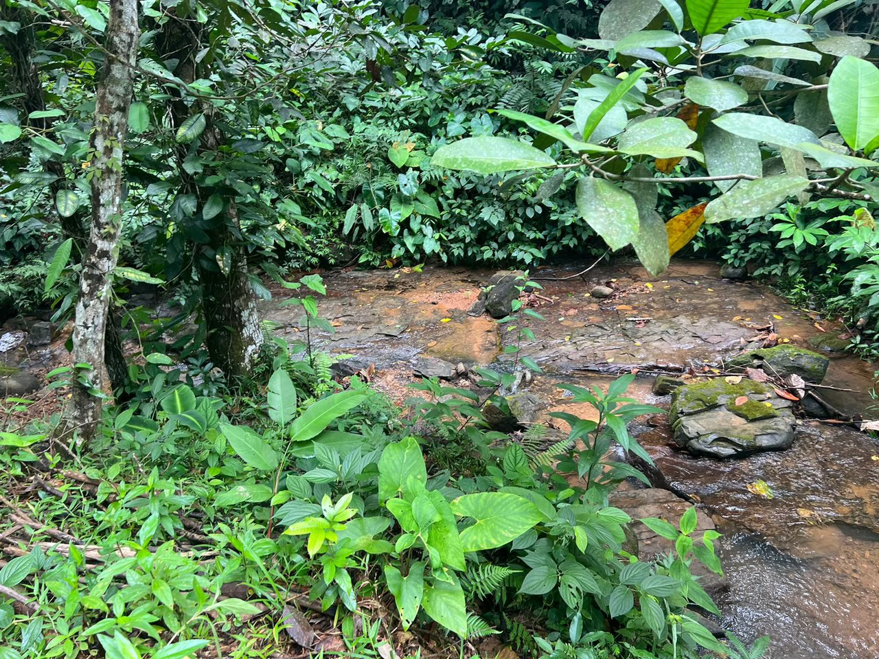 47 ACRES – Beautiful Mountain View Farm With Many Water Sources and Many Building Areas!!!! - Gallery image 9