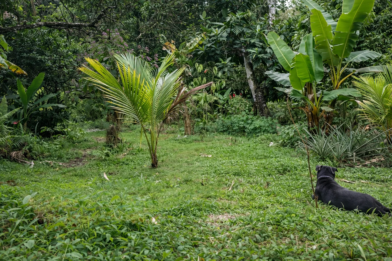 10-Hectare Farm for Sale in Sarapiquí, Heredia – Two Internal Rivers & Public Road Frontage | Ideal for Eco-Development - Gallery image 7