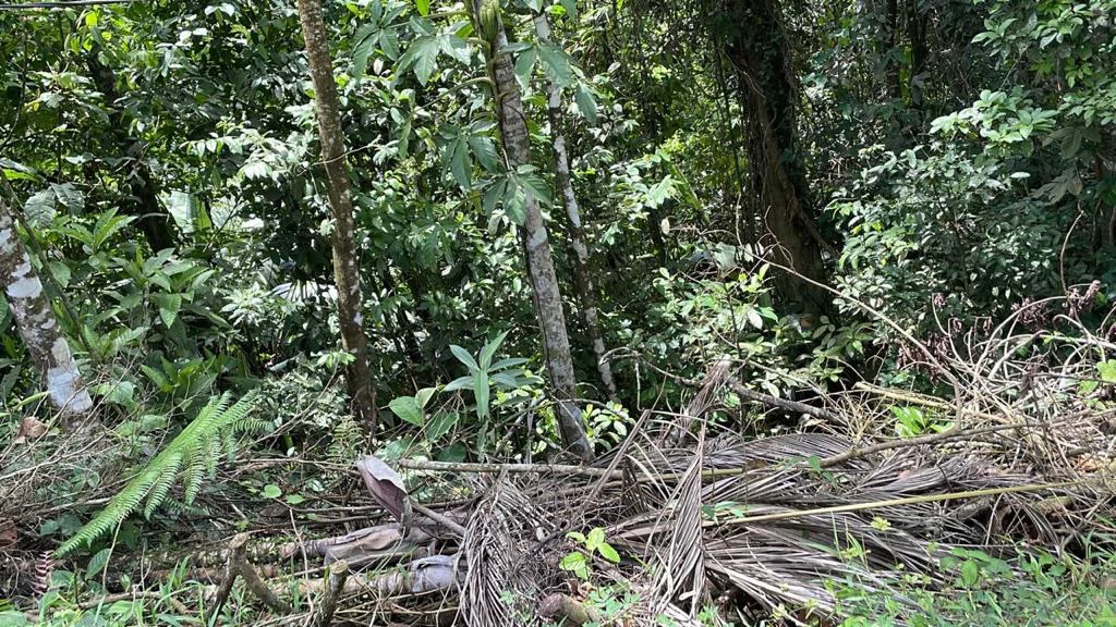 Building potential property for sale, beautiful land in the pure nature close to Bijagua - Gallery image 25