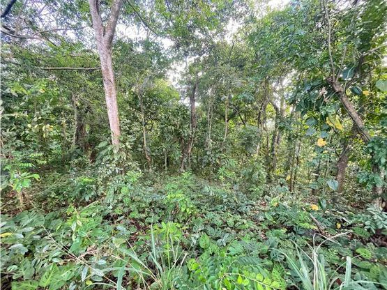 Lote único en Los Reyes - Gallery image 13
