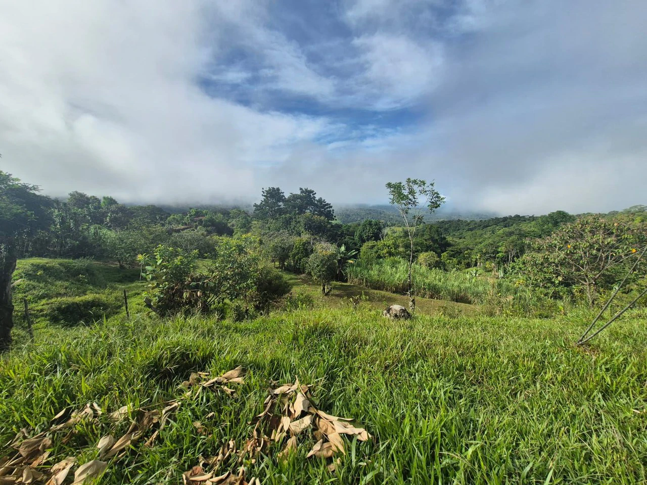 Propiedad en San Blas: Mountain Agricultural Land For Sale in La Linda General Viejo - Gallery image 6
