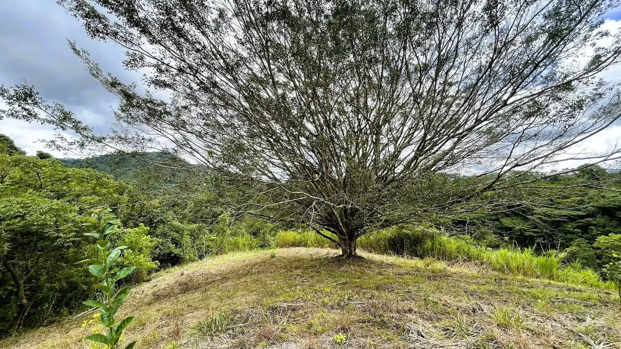 LAND FOR SALE IN SAN MIGUEL, NARANJO - Gallery image 9