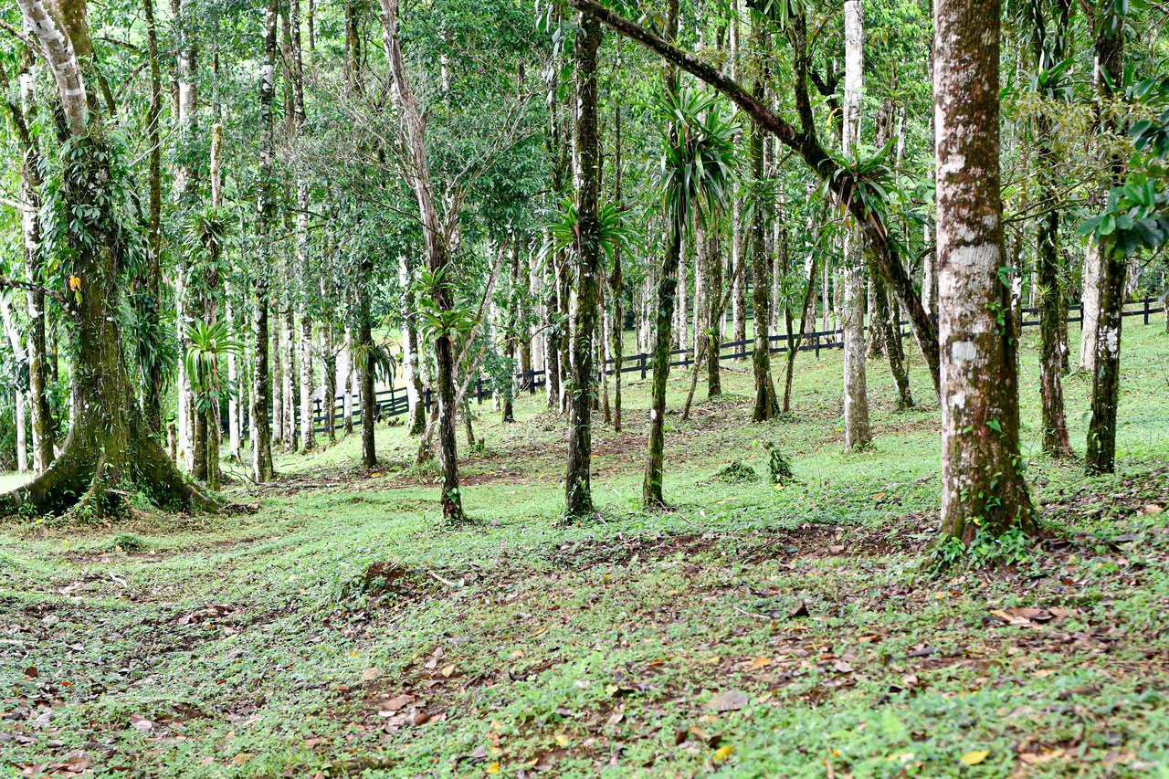 Finca Macadamia: 154-acre Rainforest Paradise with two Houses and Trails! - Gallery image 6