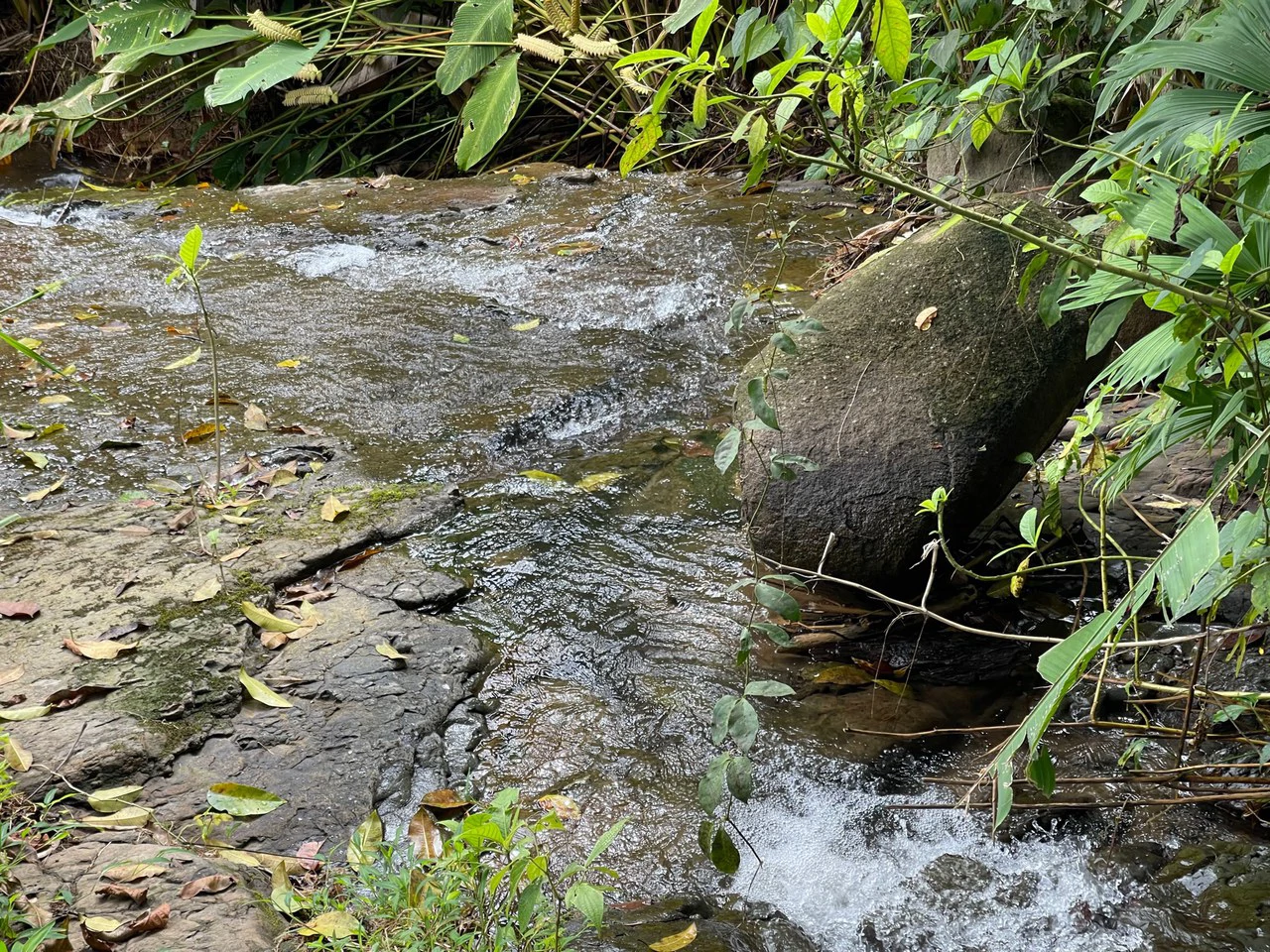 Just Over 3 Acres Riverfront Land in Platanillo Above Dominical - Gallery image 4