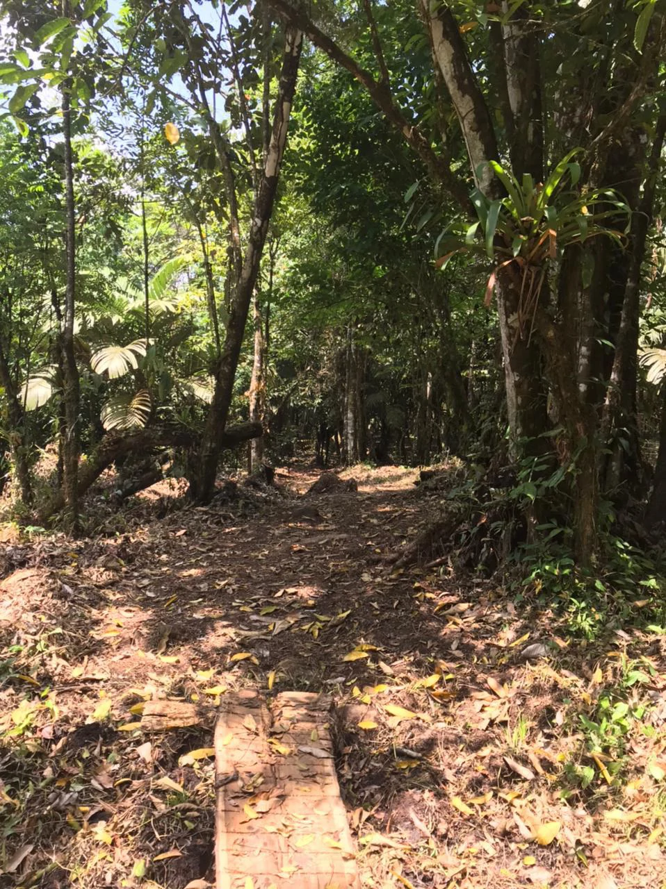 Hot Springs Property for Sale with Two Natural Hot Water Springs, Two Cold Water Creeks, and a Giant 300-Year-Old Tree - Gallery image 18