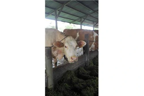 COCOA AND DAIRY FARM IN PRODUCTION AND GROWING: COCOA FARM IN PRODUCTION AND GROWING - Gallery image 6