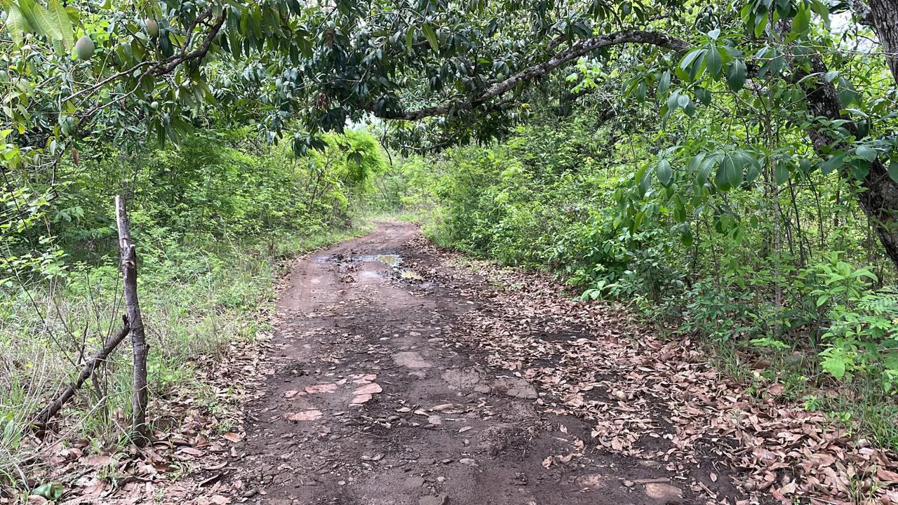 Beautiful private Mango farm and river frontage in Irigaray, 15 minutes from Liberia - Gallery image 9
