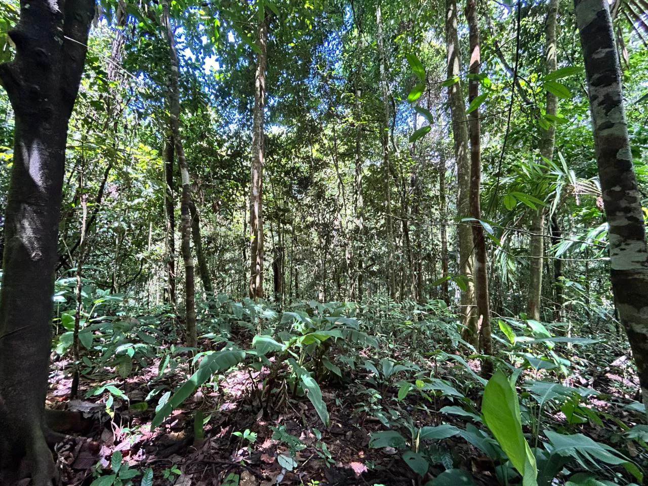 Finca Las Cataratas in Ballena: Mountain Home Construction Site For Sale in Bahía Ballena - Gallery image 12