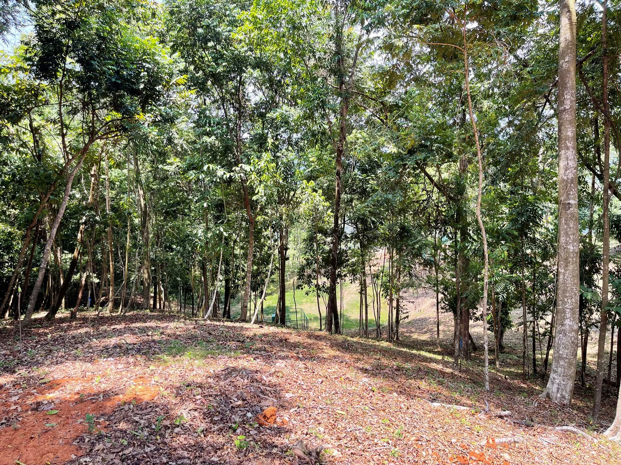 2.5 Acre Jungle and Valley View Home site in Dominical - Gallery image 10