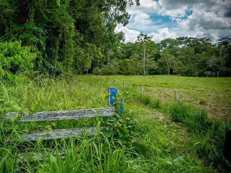 0.25 Acres Lots For Sale in La Amapola, Puerto Jimenez on Highway-245 - Gallery image 6