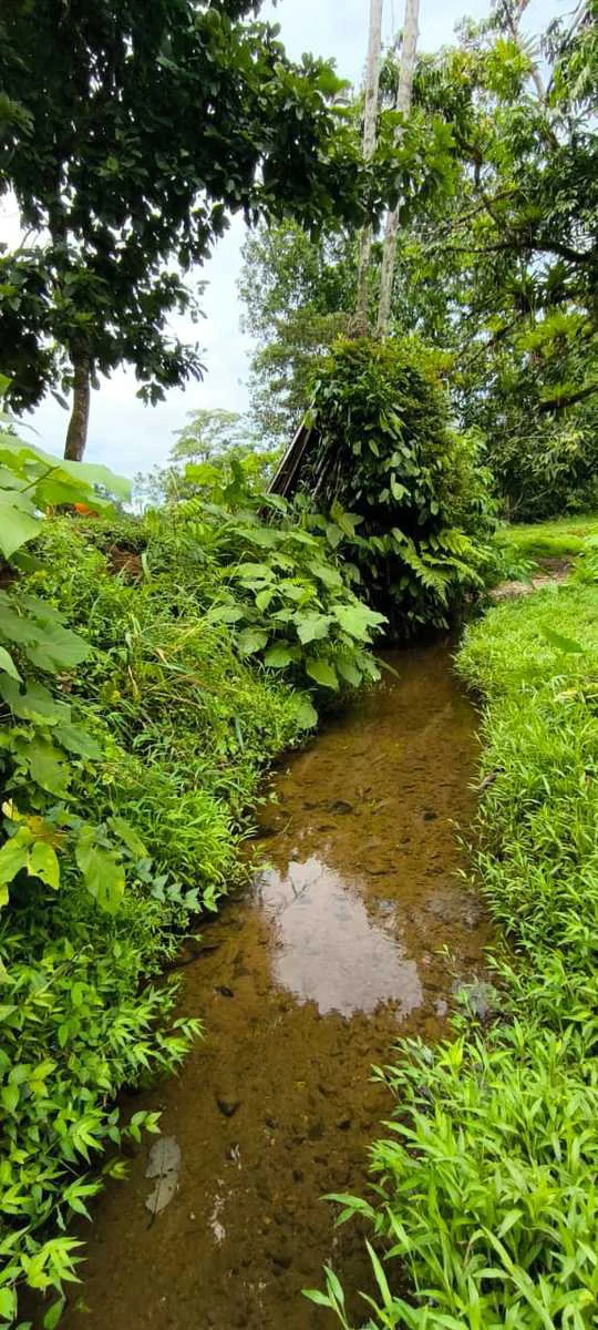 23 Acres of Paradise at Bahia Drake - Gallery image 22