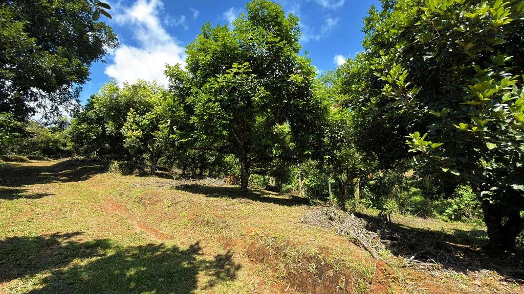 Countryside Agricultural Land For Sale in Pueblo Nuevo - Gallery image 11