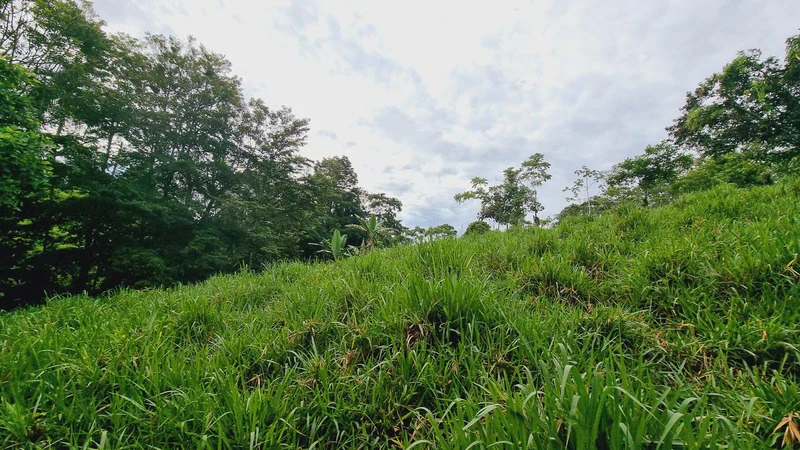 Lote en San Francisco de Cajon: Mountain Agricultural Land For Sale in San Francisco - Gallery image 18