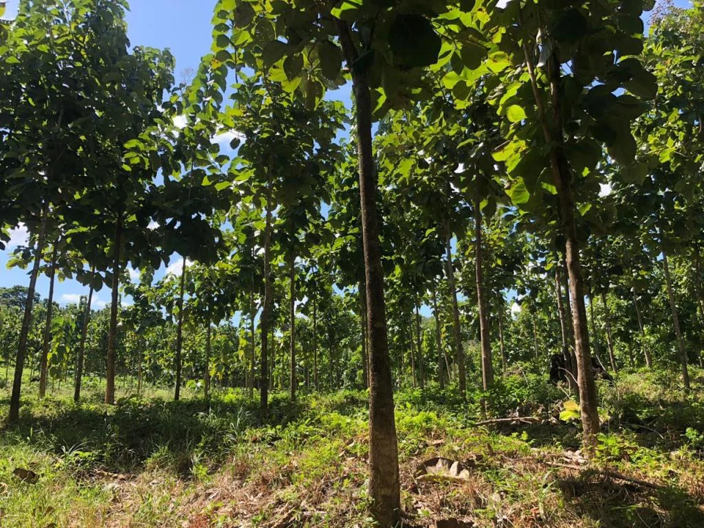 Teak Farm for Sale with a Hacienda Villa and 3 houses in La Cruz, 1 hour away from Liberia - Gallery image 5