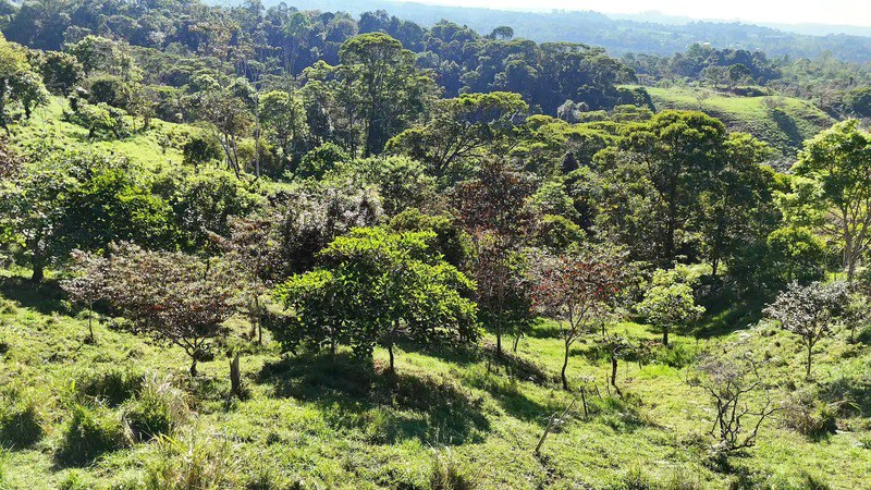 Lote frente a RISE: Mountain Agricultural Land For Sale in El General - Gallery image 7