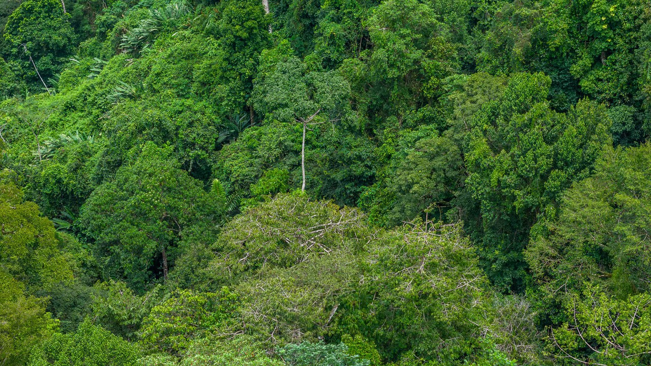 Costa Rican Gem with Conservation Potential: Preserve 26 Acres of Pristine Land - Gallery image 12