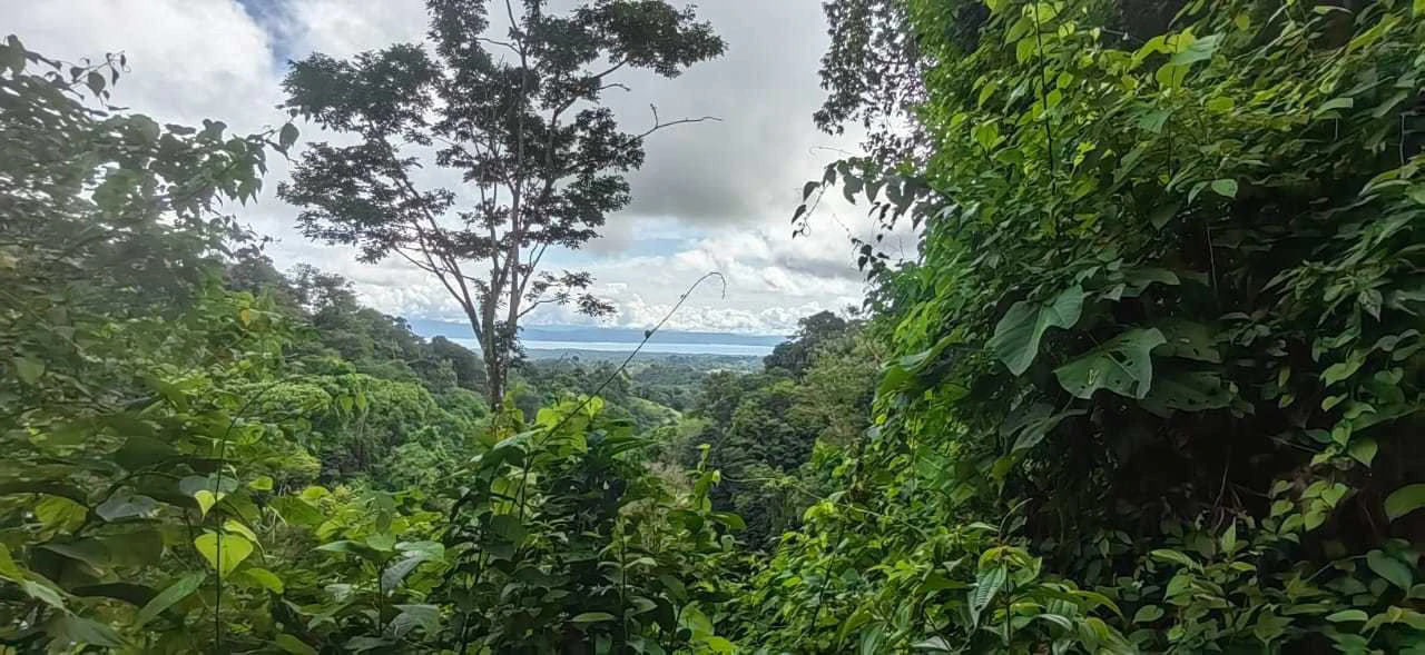 173-Acres of Nature Reserve with Spectacular Primary Forest & Golfo Dulce Views - Gallery image 3