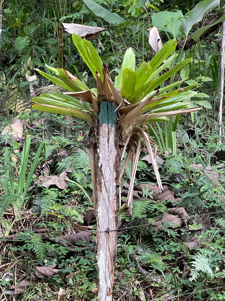 ID 4167: Investment Opportunity: 8-Acre Reforested Mountain Finca in Puriscal - Gallery image 42