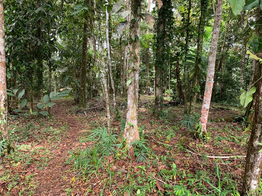 Ocean View Forest Reserve with Private Homesite Near Tinamastes - Gallery image 17