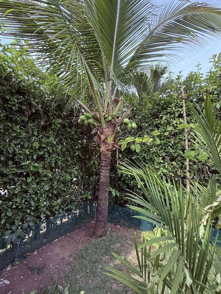 ID 4180: Casa Sol: En Los Delfines Golf & Country Club - Gallery image 28
