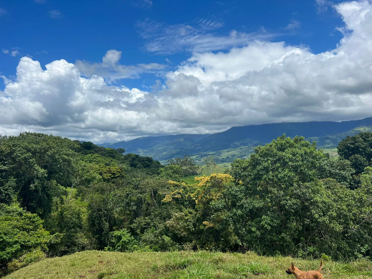 47 ACRES – Beautiful Mountain View Farm With Many Water Sources and Many Building Areas!!!! - Gallery image 18