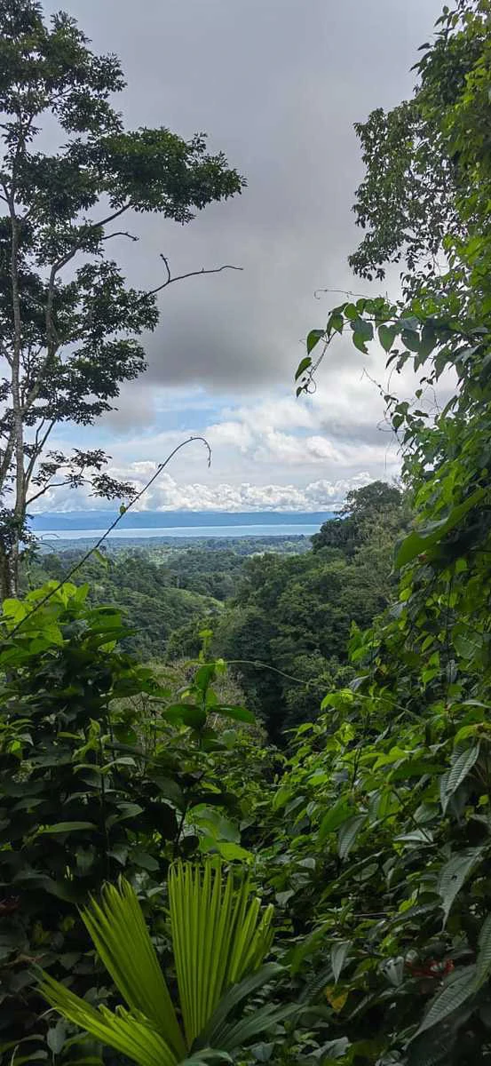 173-Acres of Nature Reserve with Spectacular Primary Forest & Golfo Dulce Views - Gallery image 19