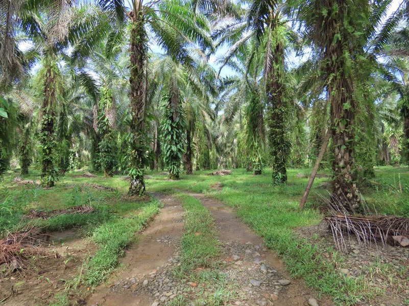 Palm Farm with Ocean View, Ideal for Ecotourism or Residential Development
