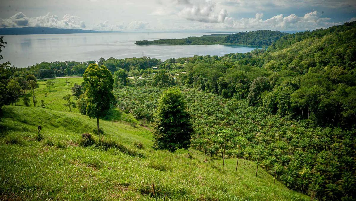 Rincon Massive Acreage and Gulf of Dulce Views - Gallery image 13