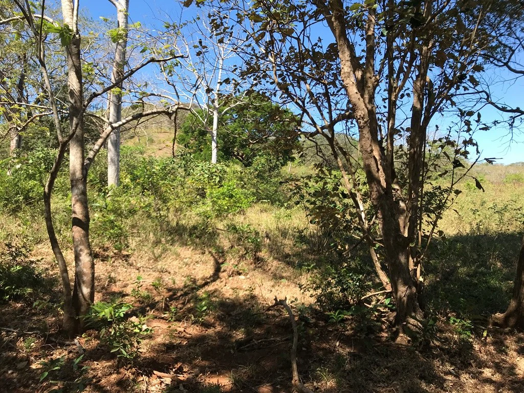 Ocean view farm for sale in the mountains of San Juanillo - Gallery image 7