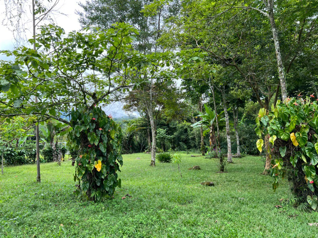 Mountain and Countryside House For Sale in Santa Elena - photo 12