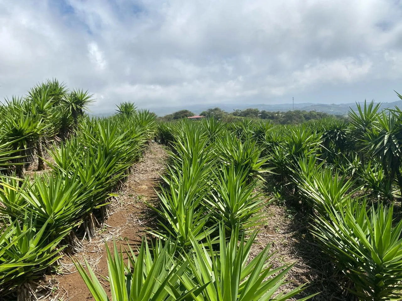 Farm with Exceptional Potential for Sale in San Ramón, Alajuela - Gallery image 2