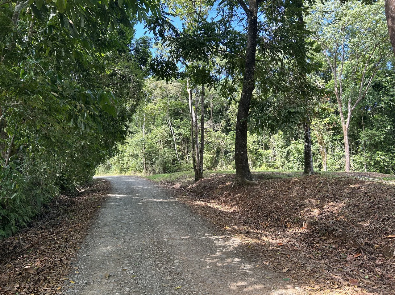 Cabo Matapalo: Jungle View Lot Priced To Sell! - Gallery image 18