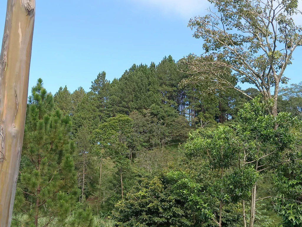 CAPTIVATING OCEAN AND PANORAMIC MOUNTAIN VIEW FINCA IN PURISCAL - Gallery image 2