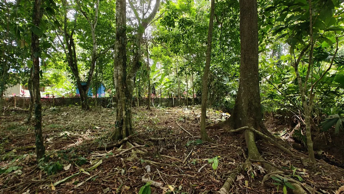 ID 948:: Titled 1259 sqm Lot - 600 Meters From Cahuita National Park - Gallery image 5