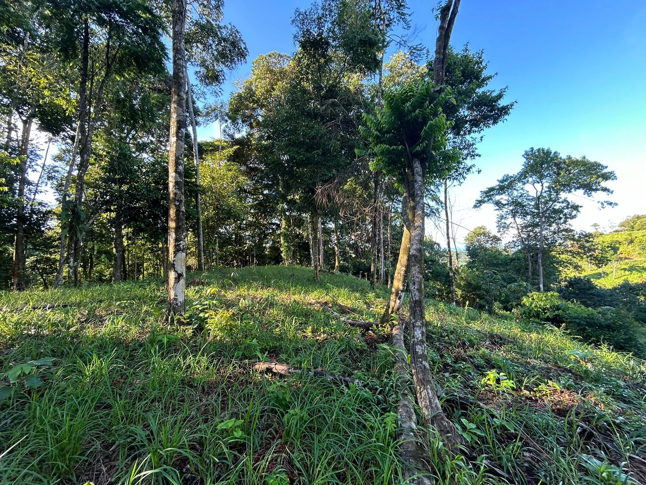 Marvelous Ocean View Parcel in Uvita. - Gallery image 28