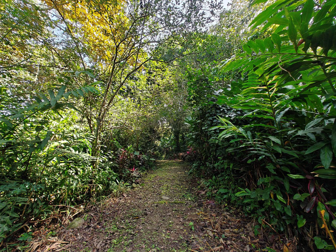 61,618m² of Land near Cahuita: With Existing Infrastructure and Ocean View - Gallery image 7