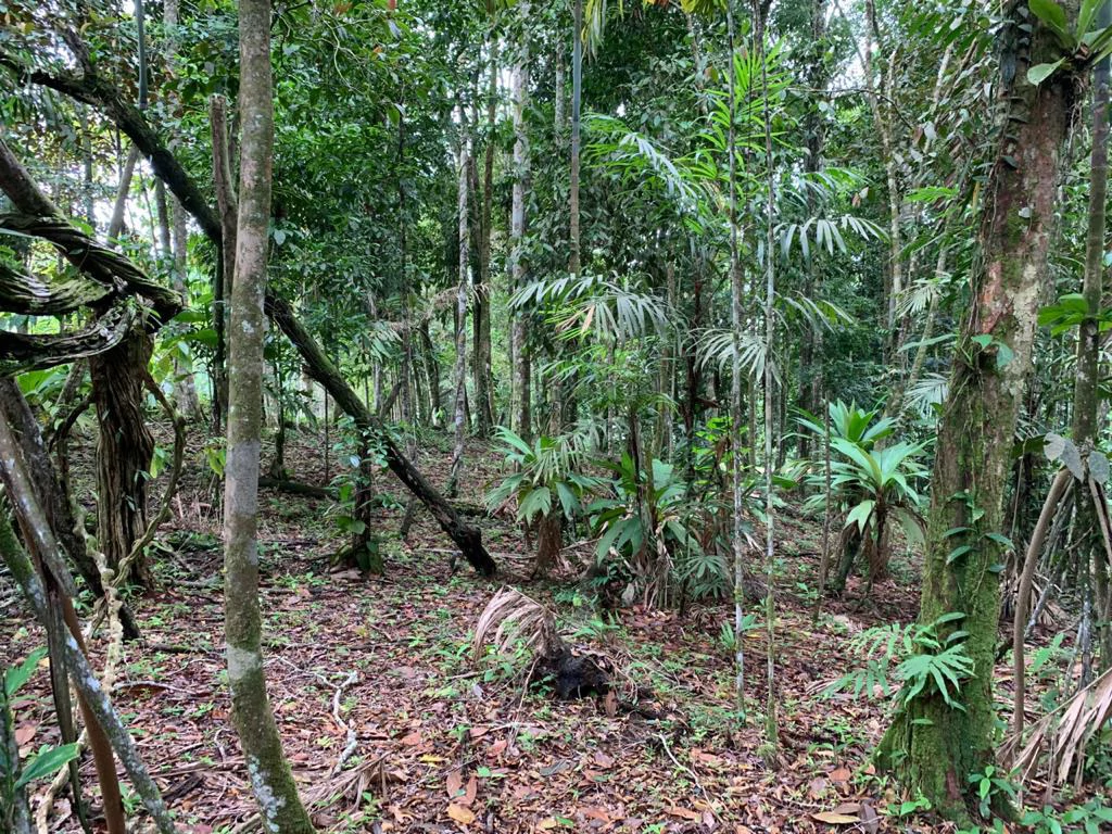 Ocean View Forest Reserve with Private Homesite Near Tinamastes - Gallery image 15