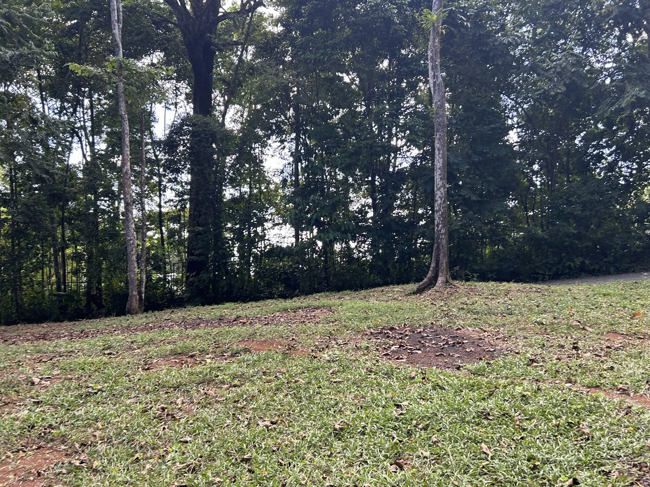 Cabo Matapalo: Jungle View Lot Priced To Sell! - Gallery image 7