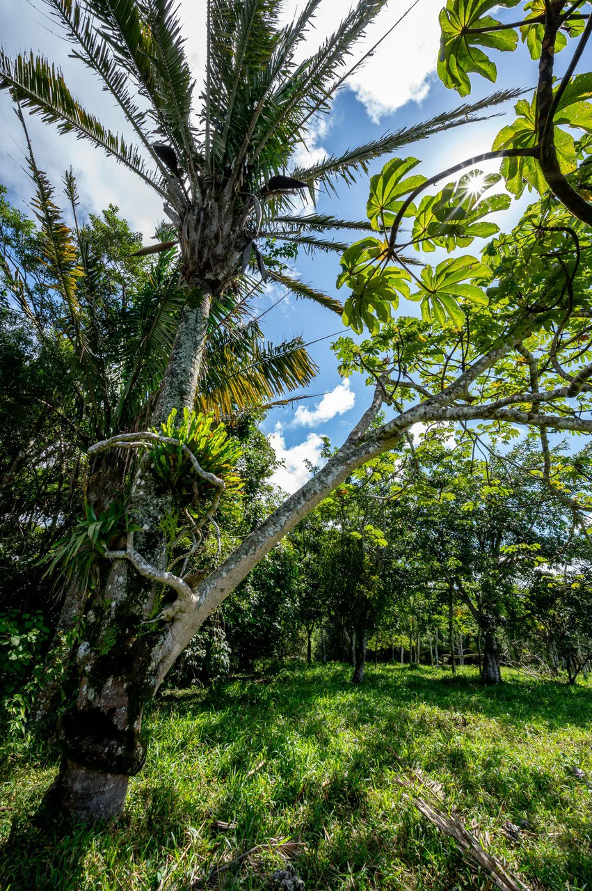 LA CABAÑA - COUNTRY ESTATE WITH HUGE POTENTIAL - Gallery image 42
