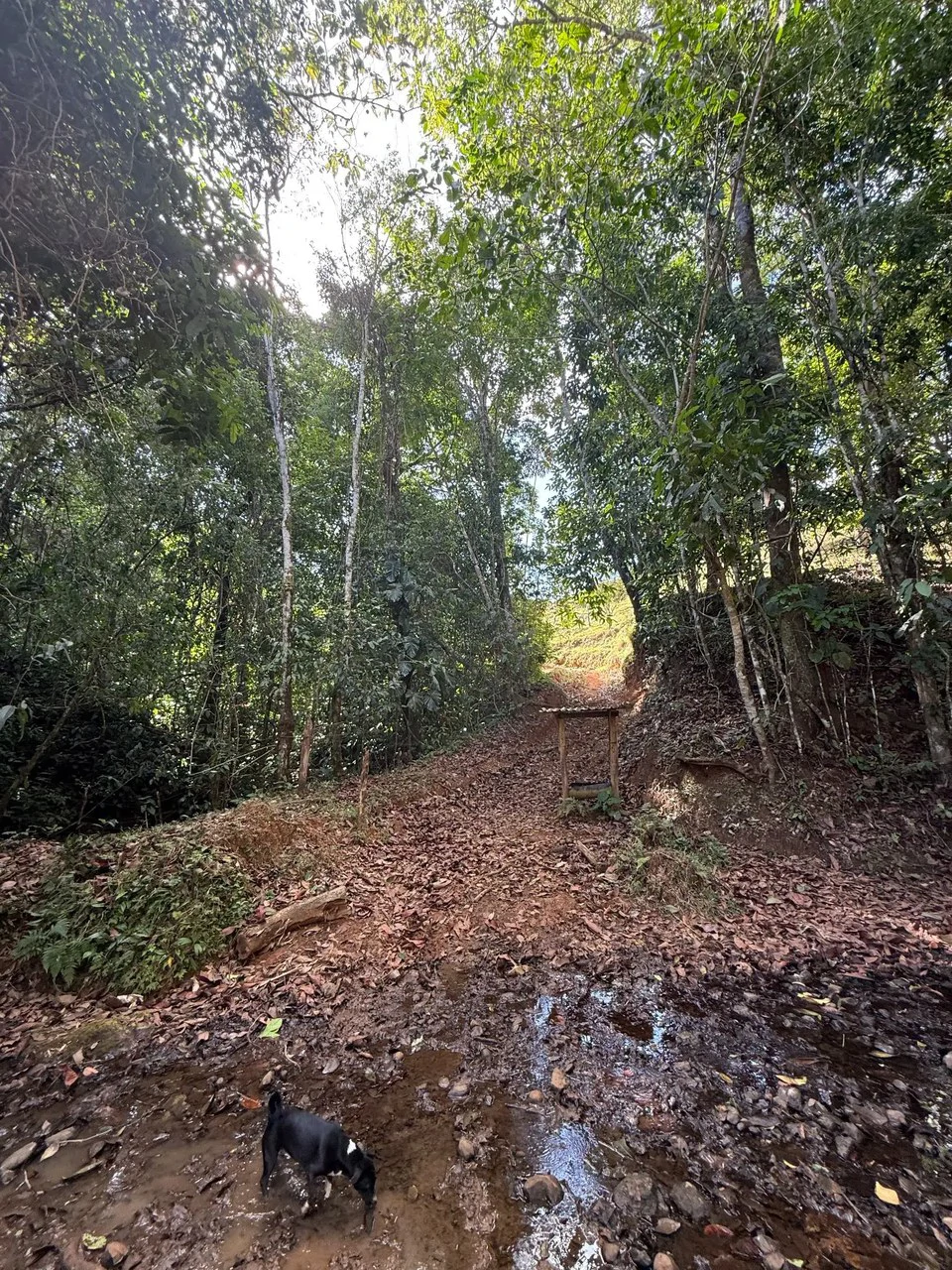11.4 Hectare Mountain Estate: Lush Forest, River & Farm Potential in Arenal Puriscal , San Jose - Gallery image 25