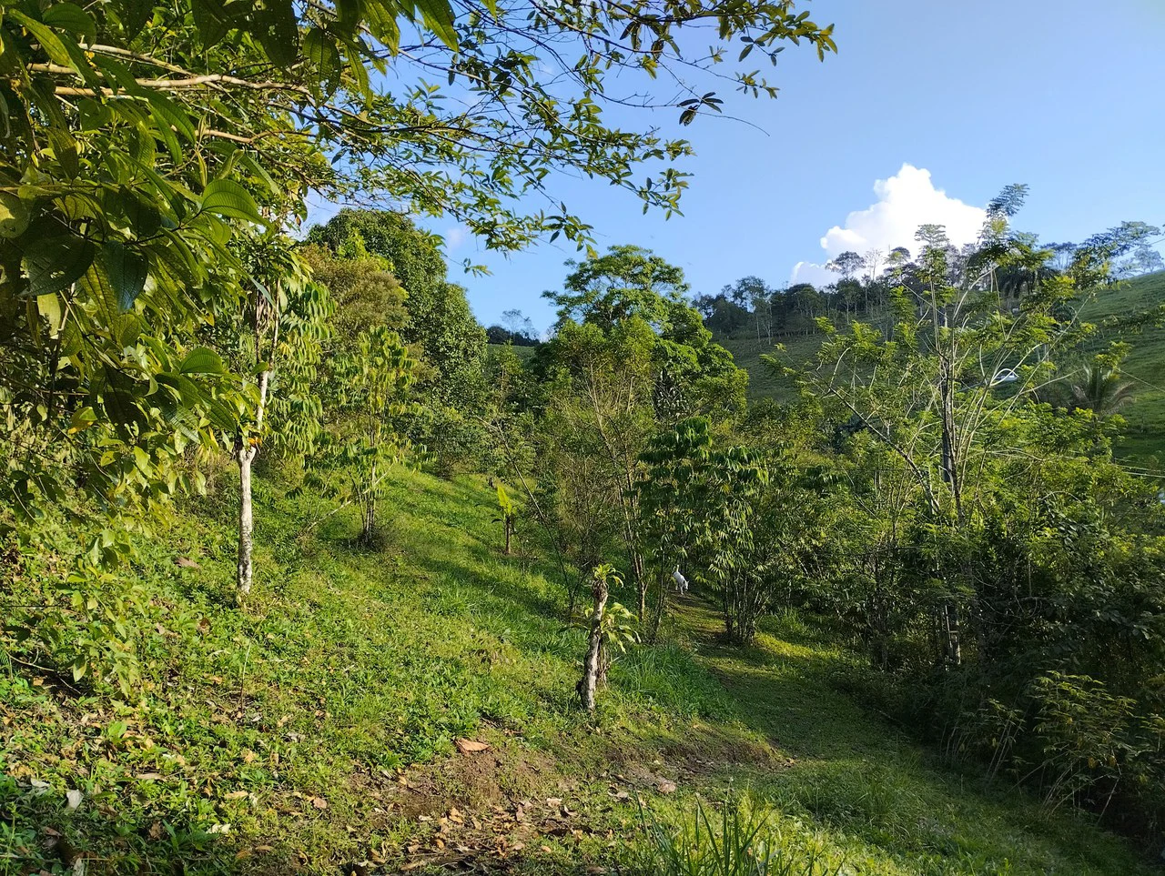 Charming Private Mountaintop home in the perfect climate of San Vito Coto Brus, San Isidro-Perez Zeledon, San Vito, San Jose, Costa Rica - Gallery image 11
