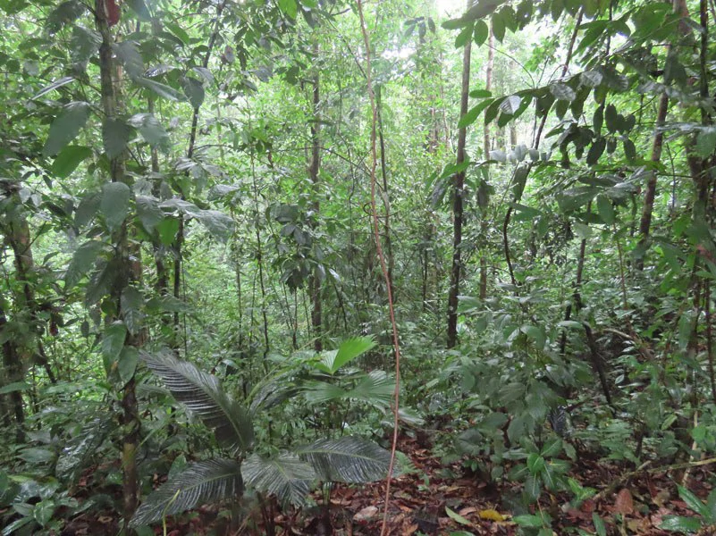 34-Acres of Forest For Sale in Riyito de Puerto Jimenez - Gallery image 26
