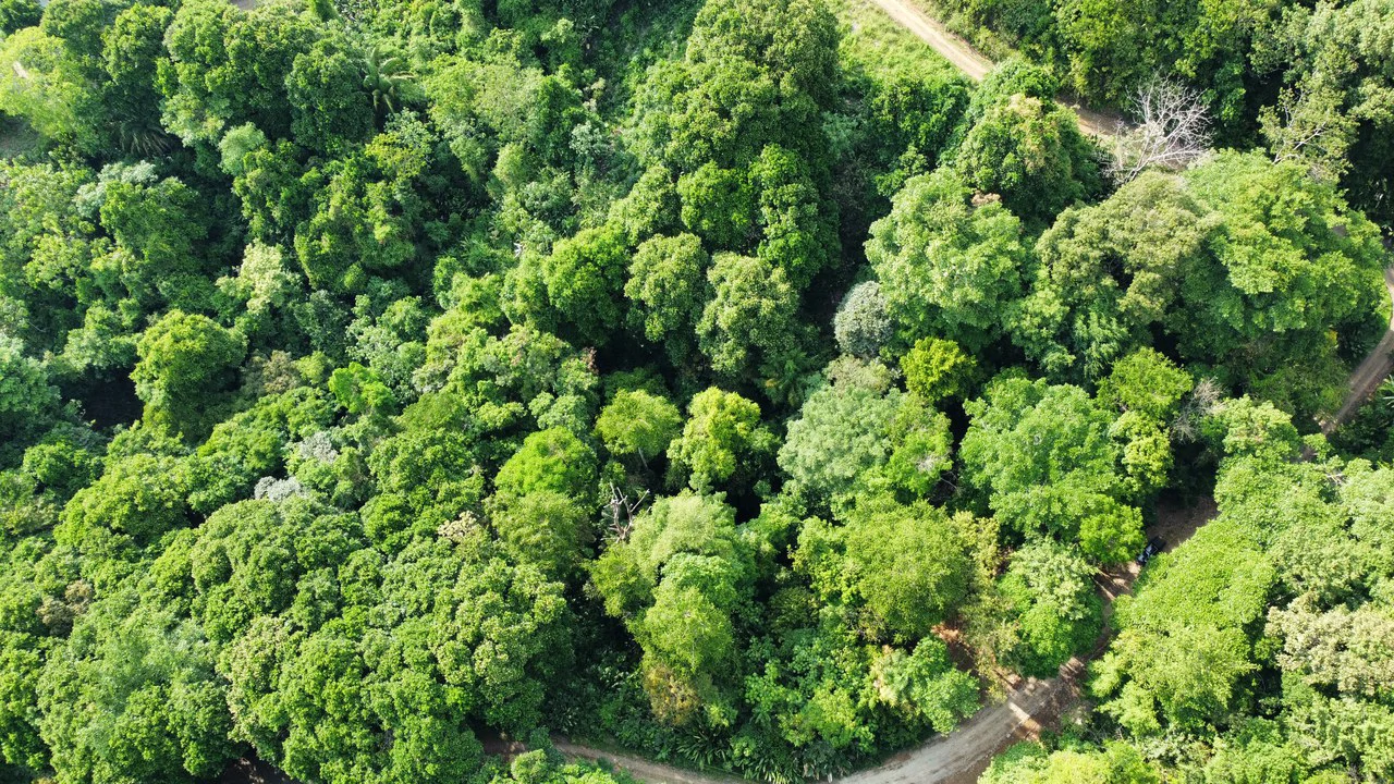 Unique property with creek and waterfall in lush jungle: Mountain Home Construction Site For Sale in Damas - Gallery image 4