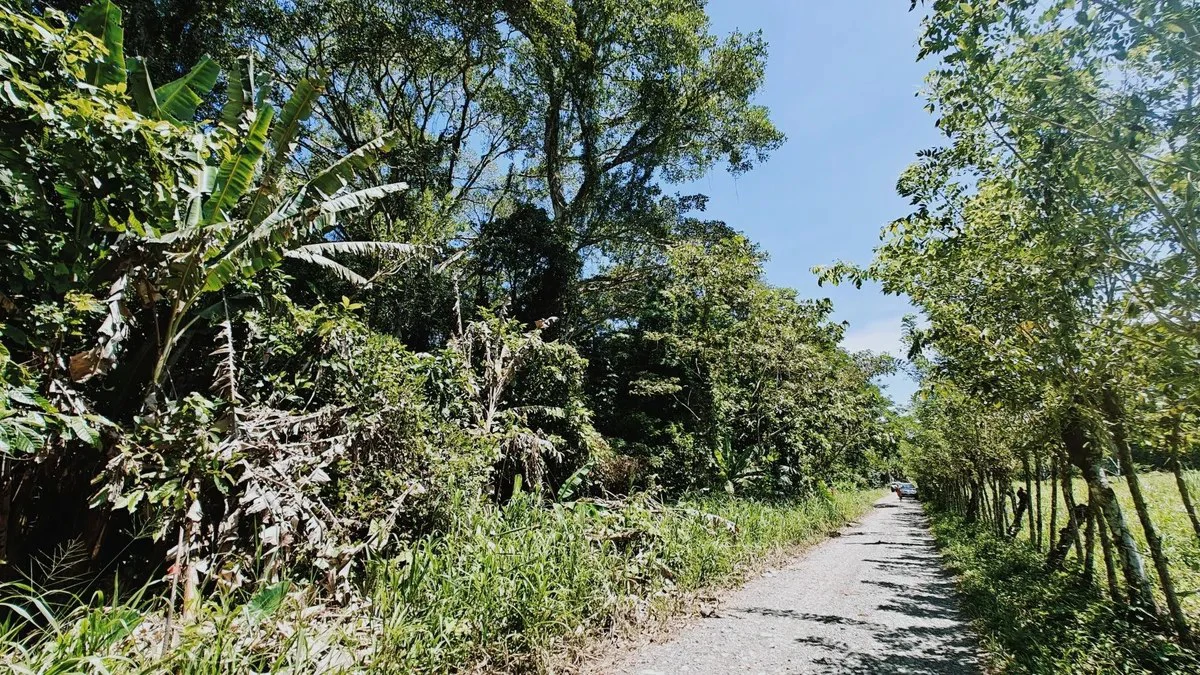 ID 919: 5708 sqm Flat Jungle Lot in Tuba Creek - Gallery image 5