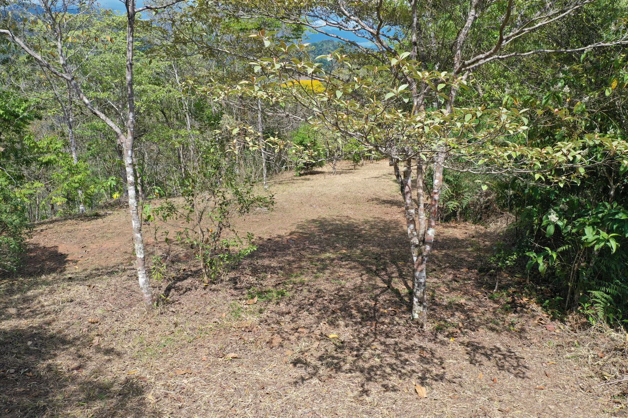 Elevated Two and a Half Acres with Cool Breeze in San Isidro del General - Gallery image 3