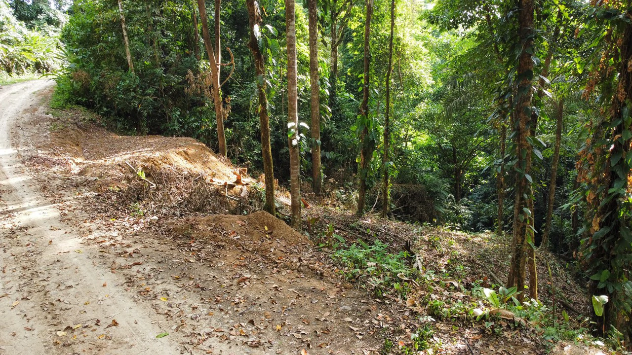 Unique property with creek and waterfall in lush jungle: Mountain Home Construction Site For Sale in Damas - Gallery image 2