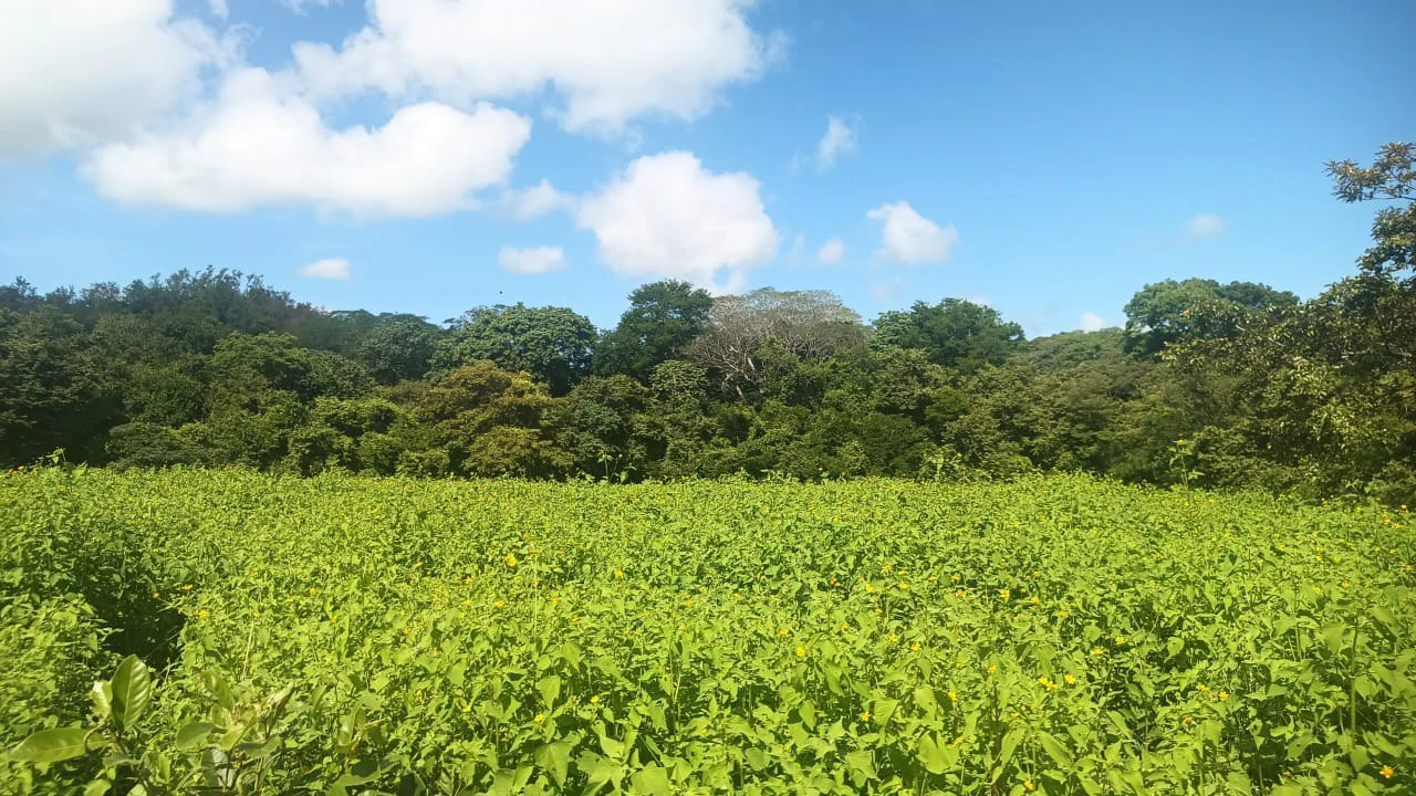 Riverfront, Mountain and Countryside Agricultural Land For Sale in Cañas Dulces - Gallery image 6