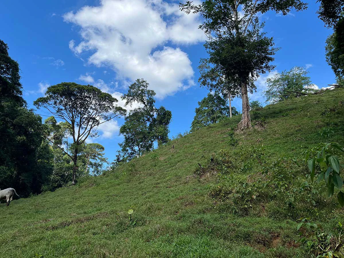 ID 4161: Expansive Farm for Sale in Sarapiquí, Heredia: Pastureland, Rivers & Private Fores - Gallery image 11